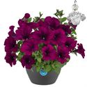 Bild von HP27 Petunia Purple